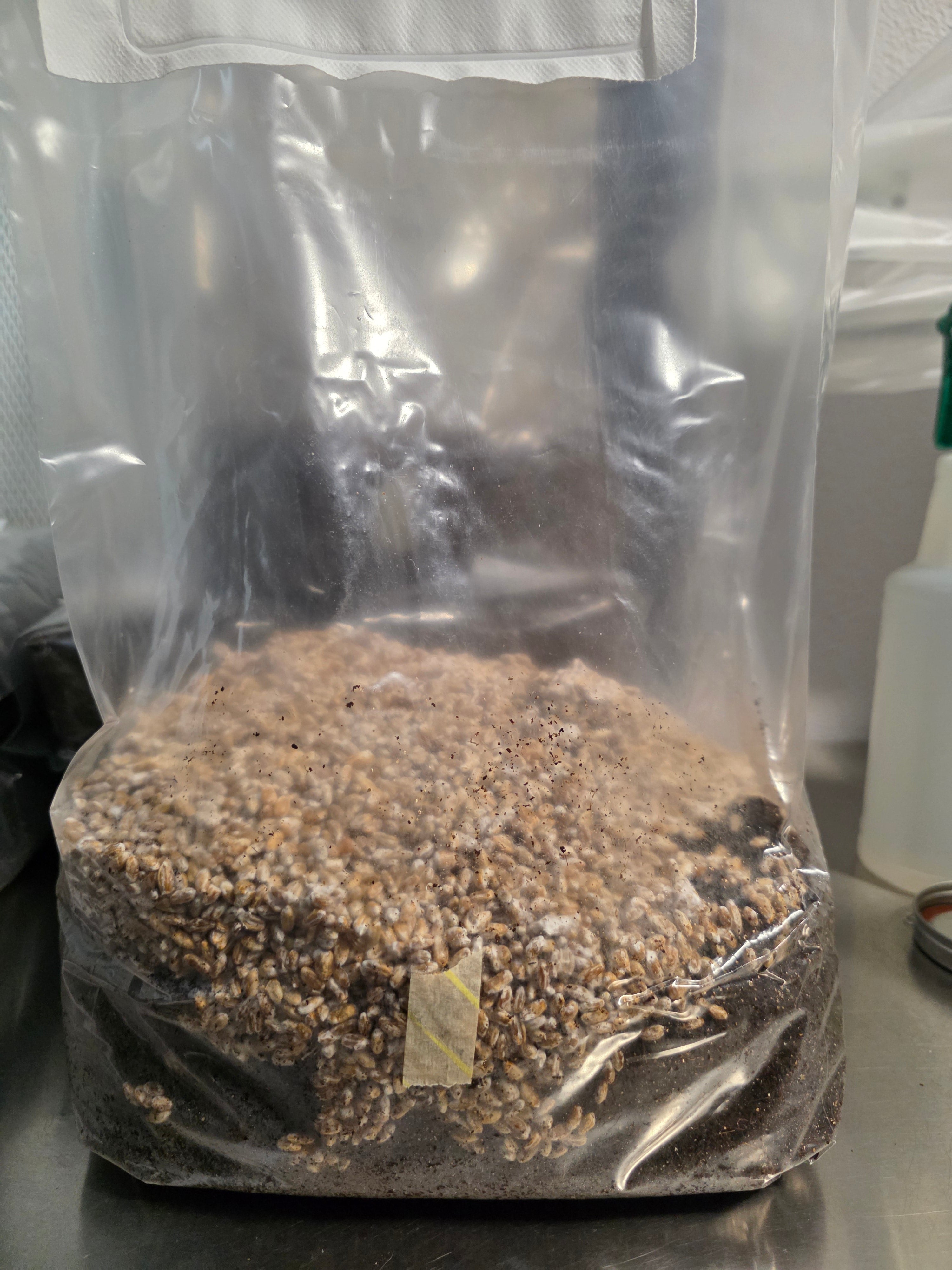 Ready to fruit bag