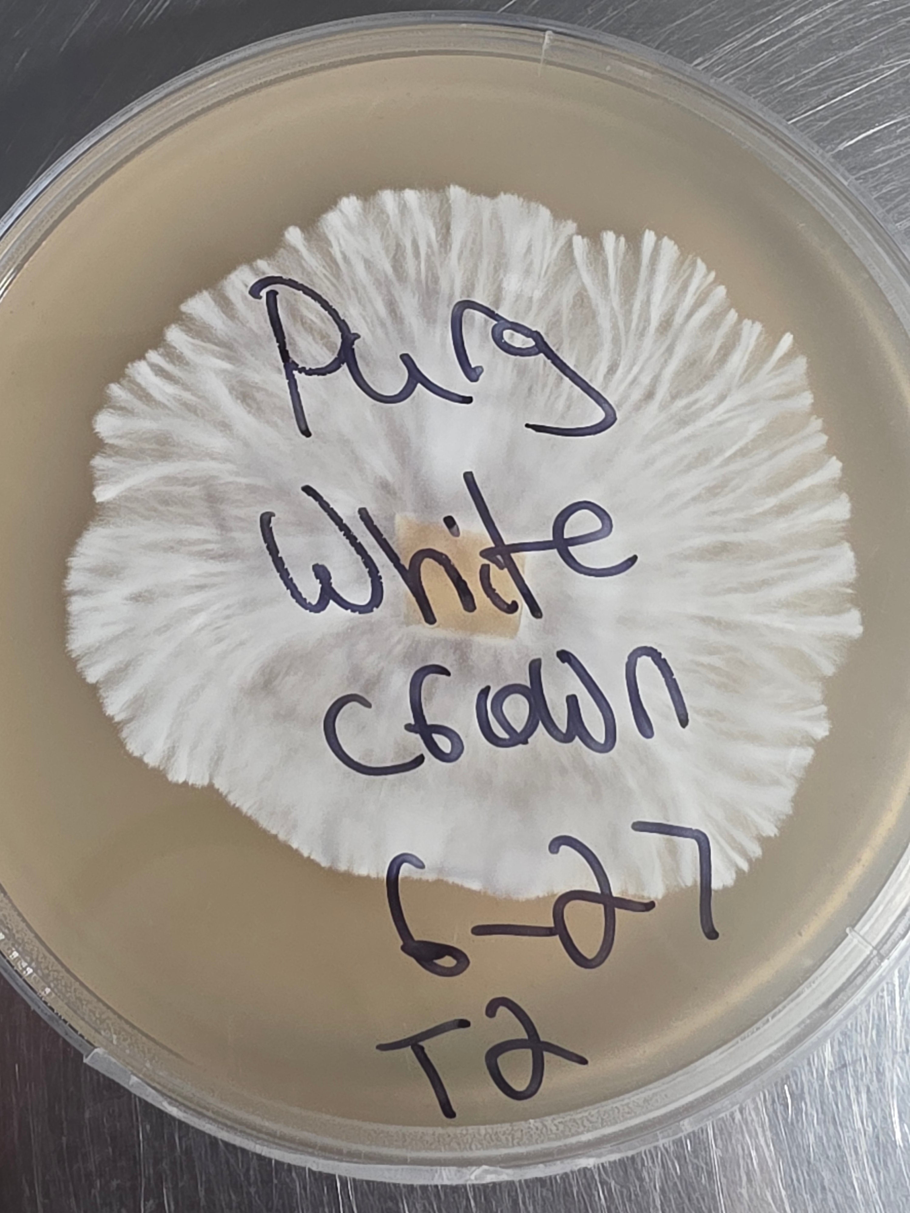 M.E.Y.A culture plate 4x