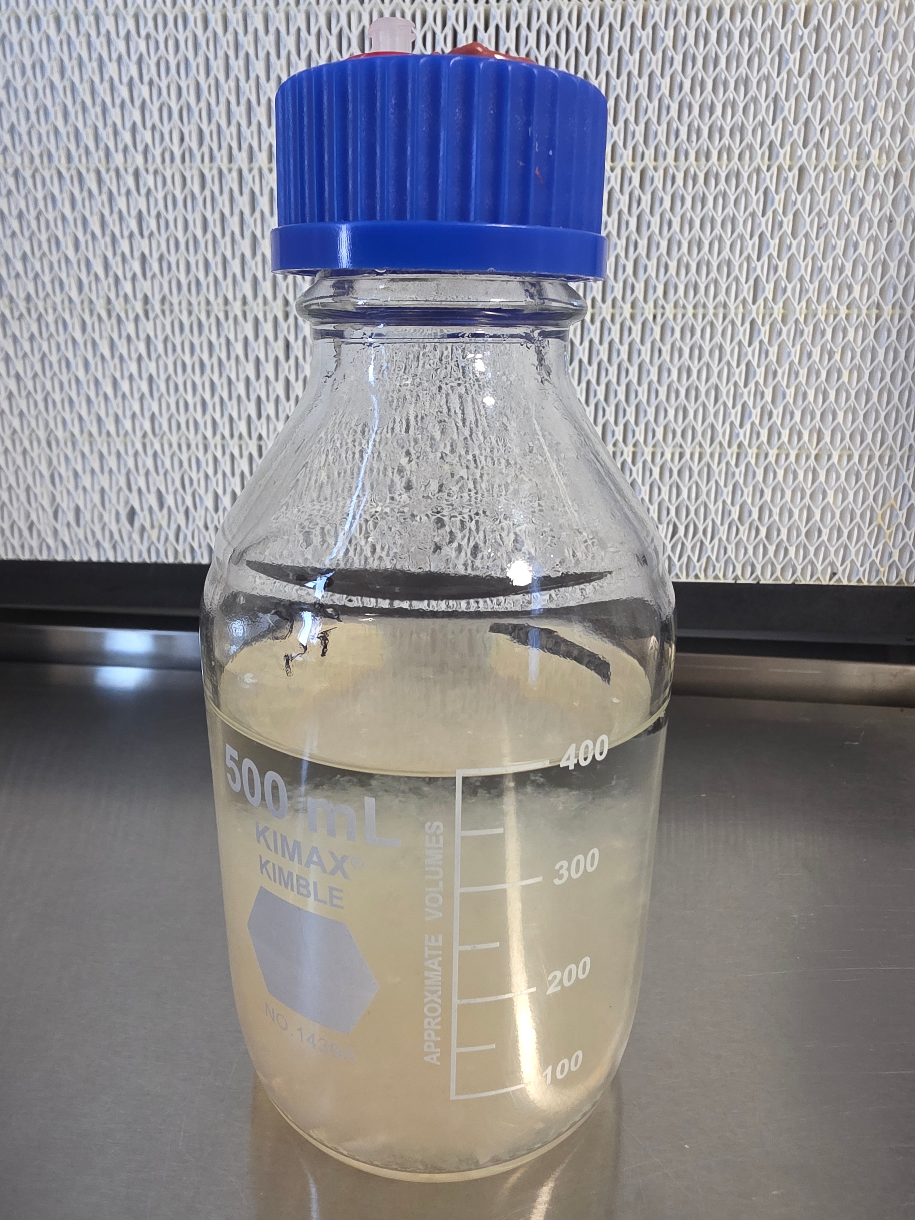 500ml culture jar