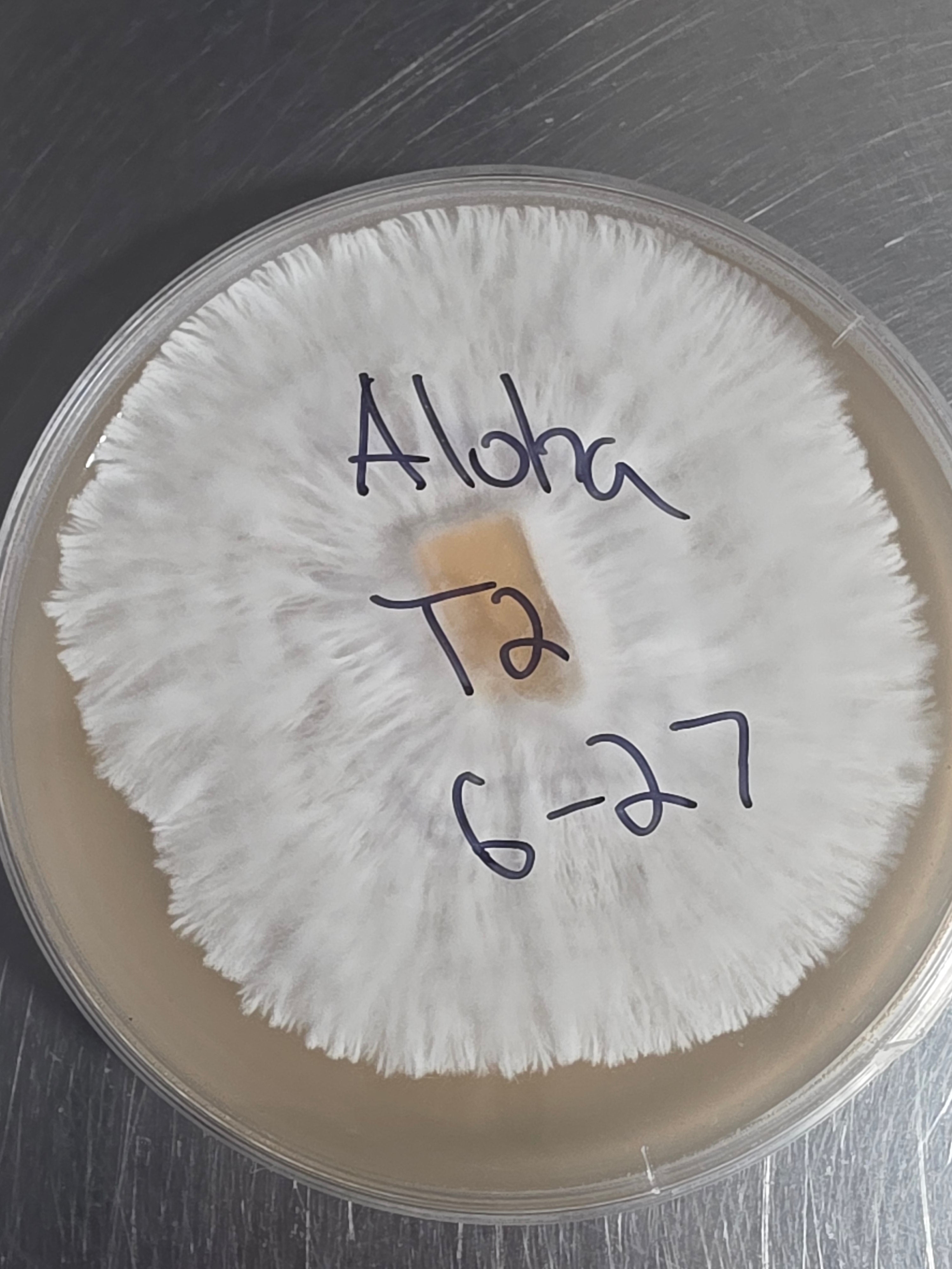 M.E.Y.A culture plate 4x